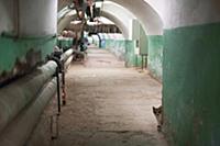 Кот прячется за стеной. Легендарный эрмитаж уникал