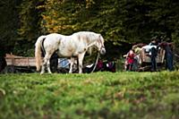 Romania / Negreni / 2014 / Traditional gipsy famil
