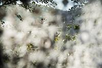 Romania / Negreni / 2014 / The bridge over a lace 