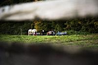 Romania / Negreni / 2014 / Traditional gipsy famil