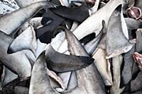 United Arab Emirates / Dubai / 2014 / Shark fins a
