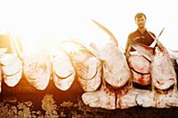 United Arab Emirates / Dubai / 2014 / Dead sharks 