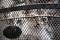 United Arab Emirates / Dubai / 2014 / Kittens in a