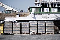 United Arab Emirates / Dubai / 2014 / A muslim shi