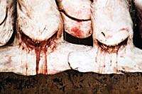 United Arab Emirates / Dubai / 2014 / Dead sharks 