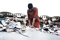 United Arab Emirates / Dubai / 2014 / Seller cuts 