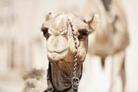 United Arab Emirates / Dubai / 2014 / Camels at th