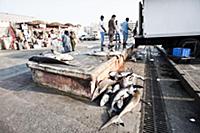 United Arab Emirates / Dubai / 2014 / Unloaded sha