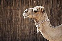 United Arab Emirates / Dubai / 2014 / Camel at the