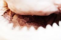 United Arab Emirates / Dubai / 2014 / Ice inside t