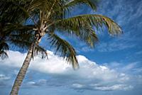 USA / Florida / Miami / 2009 / Palmtrees at Key Bi