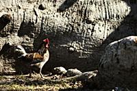 USA / Florida / Miami / 2010 / A rooster between s