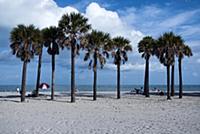USA / Florida / Miami / 2009 / Palmtrees at Key Bi