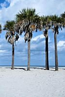 USA / Florida / Miami / 2009 / Palmtrees at Key Bi