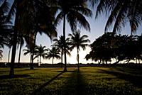 USA / Florida / Miami / 2009 / Palmtrees at the Lu