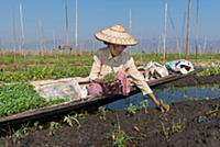 MYANMAR / Shan State / Inle Lake / Among Intha peo