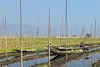 MYANMAR / Shan State / Inle Lake / Among Intha peo