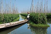 MYANMAR / Shan State / Inle Lake / Woman of the et