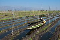 MYANMAR / Shan State / Inle Lake / Among Intha peo