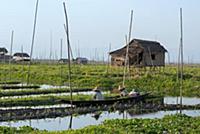 MYANMAR / Shan State / Inle Lake / Among Intha peo