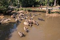 MYANMAR / Shan State / Water buffalos enjoying a b