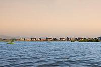 MYANMAR / Shan State / Inle Lake / Nampan / Nampan