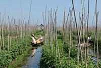MYANMAR / Shan State / Inle Lake / Women of the et
