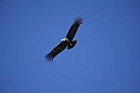 PERU / Arequipa / Colca Canyon / Cruz del Condor /