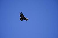 PERU / Arequipa / Colca Canyon / Cruz del Condor /