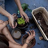 Brazil / Rio de Janeiro / Kitchen Garden / 2015 / 