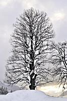 France / Haute-Savoie / Mont Blanc / February 2015
