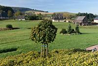 GERMANY / Saxony / Ore Mountains / Seiffen / The E