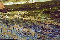 Выставка «Ожившие полотна» Ван Гога (Van Gogh) в ц