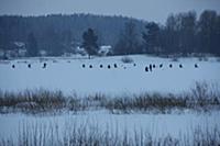 Село Михайловское. Псковская область, Россия. 03 я