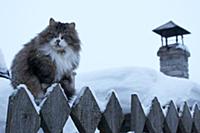 Деревенский кот на заборе. Побережье Белого моря. 