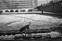 Александровский сад. Подборка черно-белых фотограф