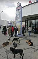 Подборка фотографий Московского метрополитена. Рос