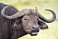 Cape Buffalo (Syncerus caffer) with Red-billed Oxp