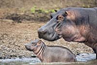 Hippopotamus (Hippopotamus amphibius) mother and c