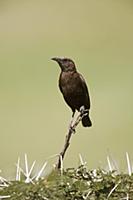 Northern Anteater-Chat (Myrmecocichla aethiops), N