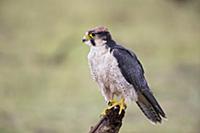 Lanner Falcon (Falco biarmicus), Manyara National 