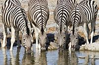 Burchell's Zebra (Equus burchellii) group drinking
