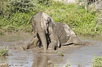 African Elephant (Loxodonta africana) male wallowi