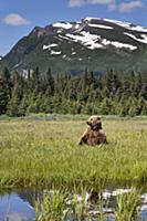 Grizzly Bear (Ursus arctos horribilis) in meadow, 