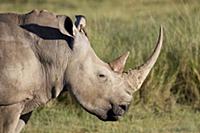 White Rhinoceros (Ceratotherium simum) with Red-bi