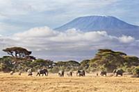 African Elephant (Loxodonta africana) herd in sava
