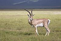 Grant's Gazelle (Nanger granti) male on plain, Ngo