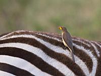 Yellow-billed Oxpecker (Buphagus africanus) on Bur