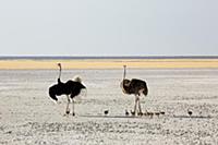 Ostrich (Struthio camelus) family walking on salt 