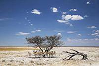 Springbok (Antidorcas marsupialis) group in shade,